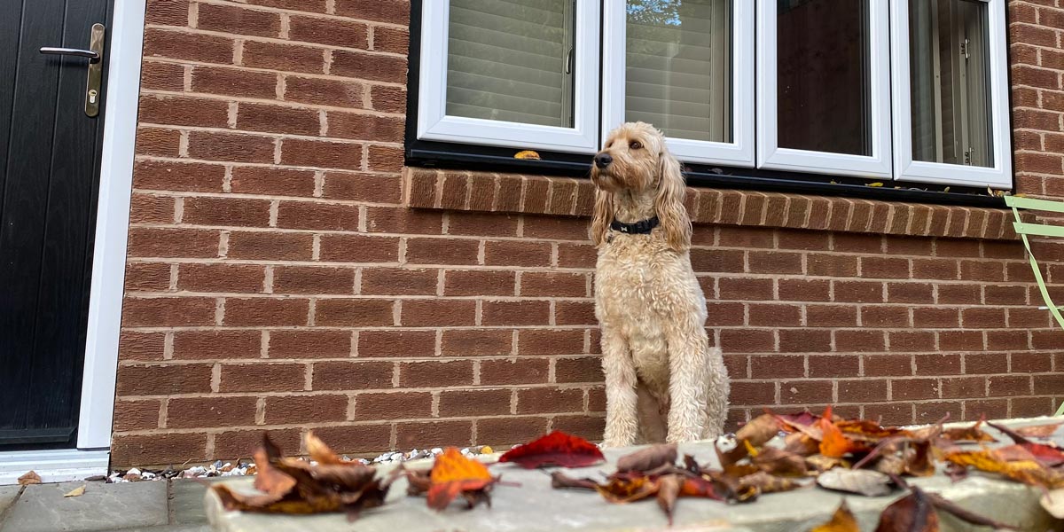 The 5-Star ‘Dog of the Year’ Entry
