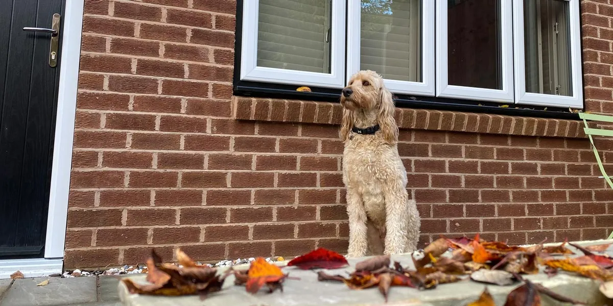 The 5-Star ‘Dog of the Year’ Entry